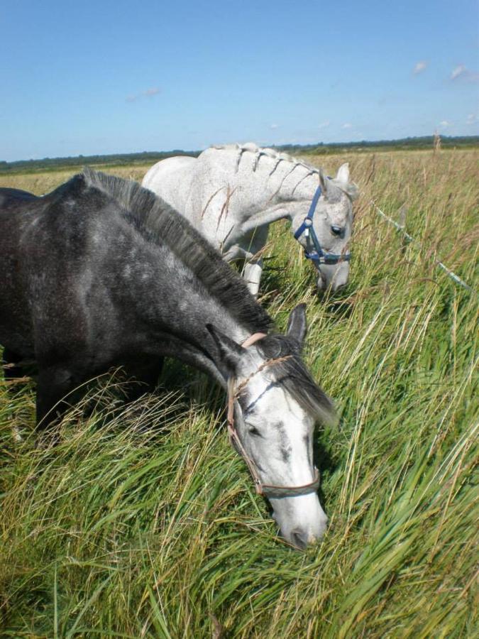 Sassi Talu Horsefarm Hotell Pärnumaa Exteriör bild